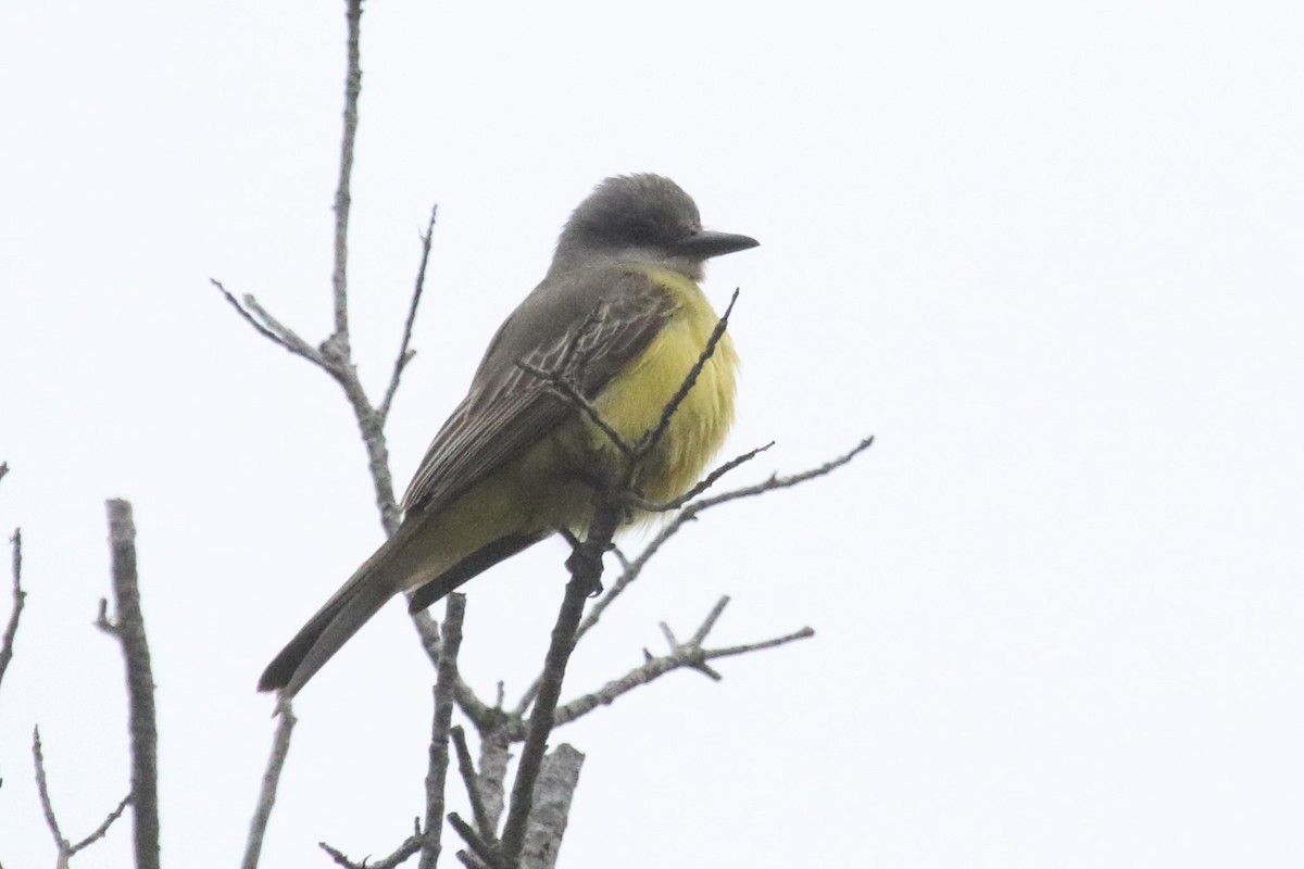 Tropical Kingbird - ML126654531