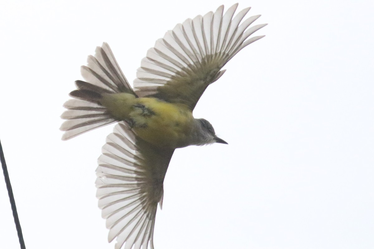 Tropical Kingbird - mario balitbit