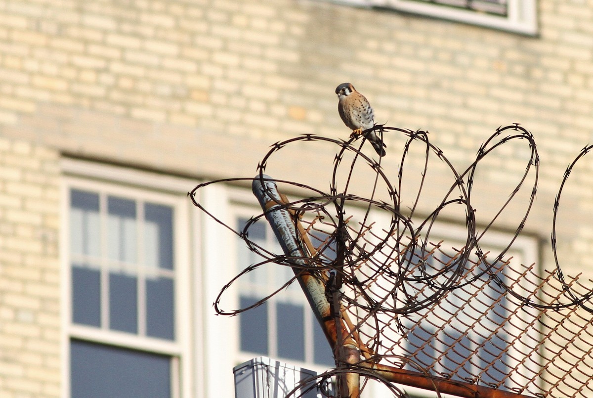 American Kestrel - Alex Lamoreaux