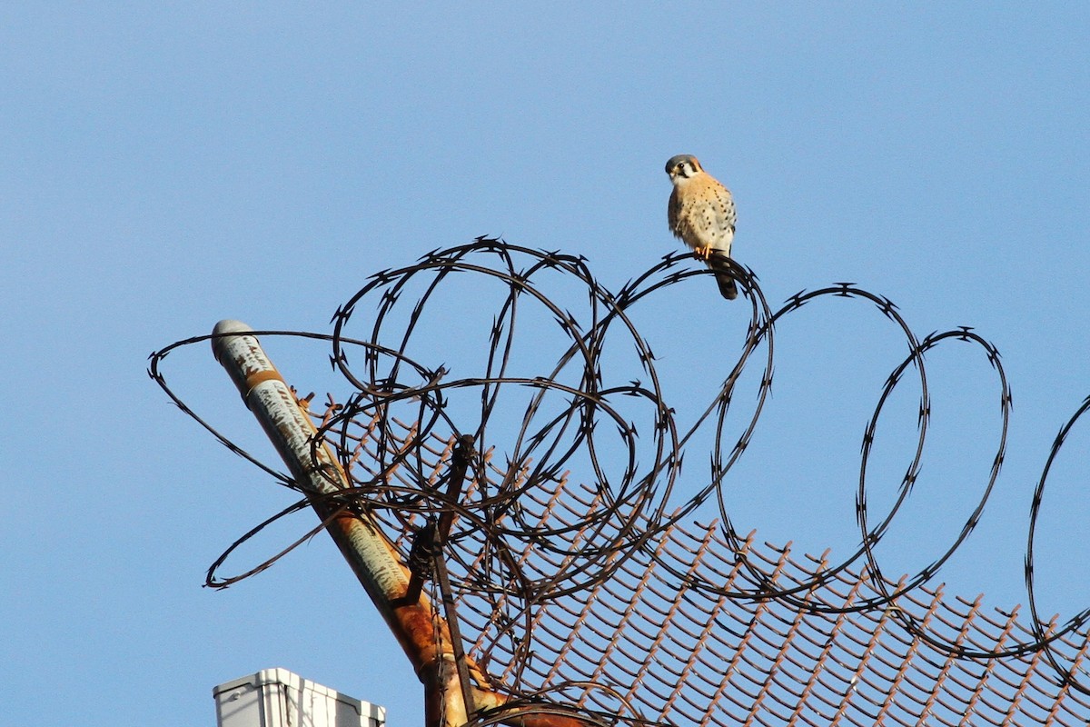 American Kestrel - ML126654661