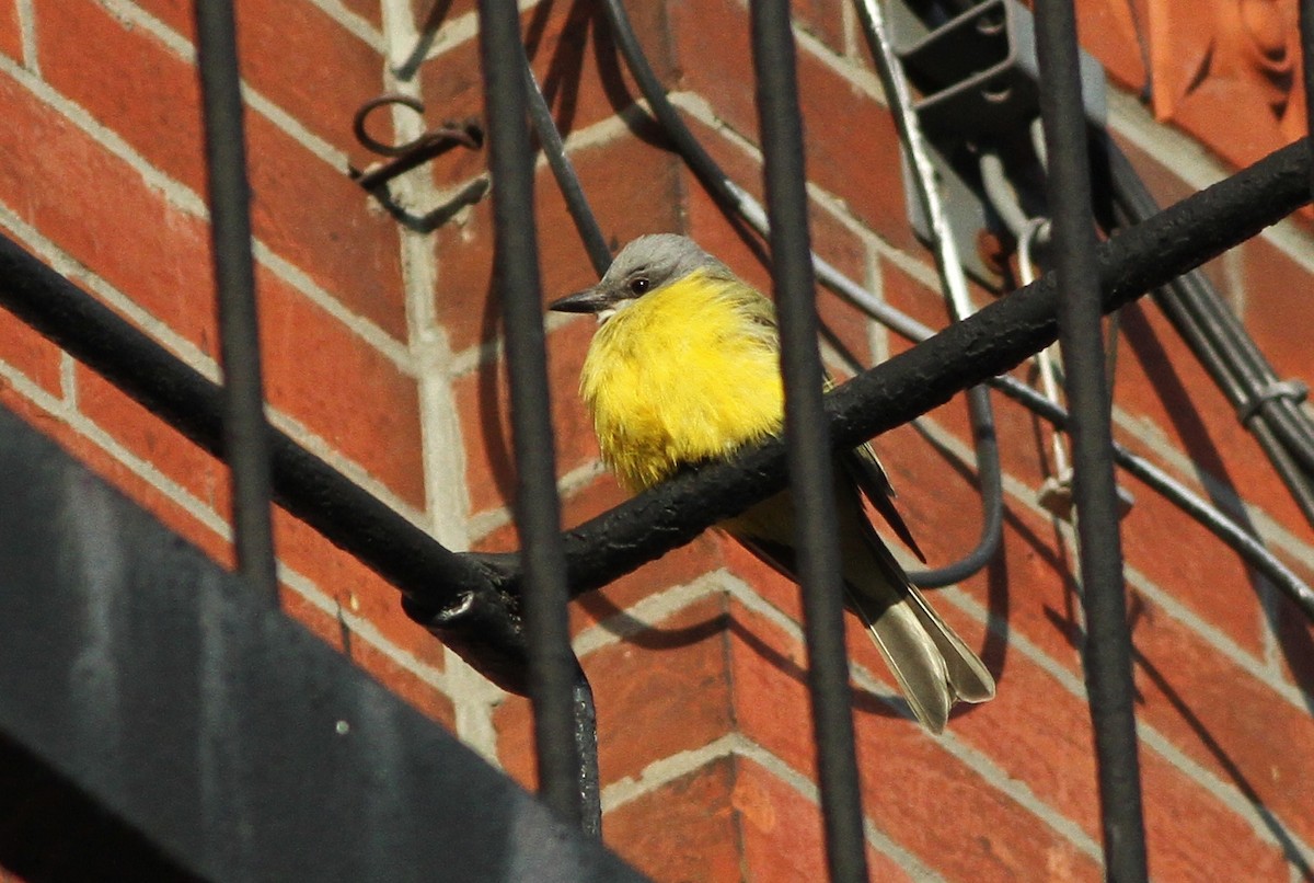 Couch's Kingbird - ML126654841