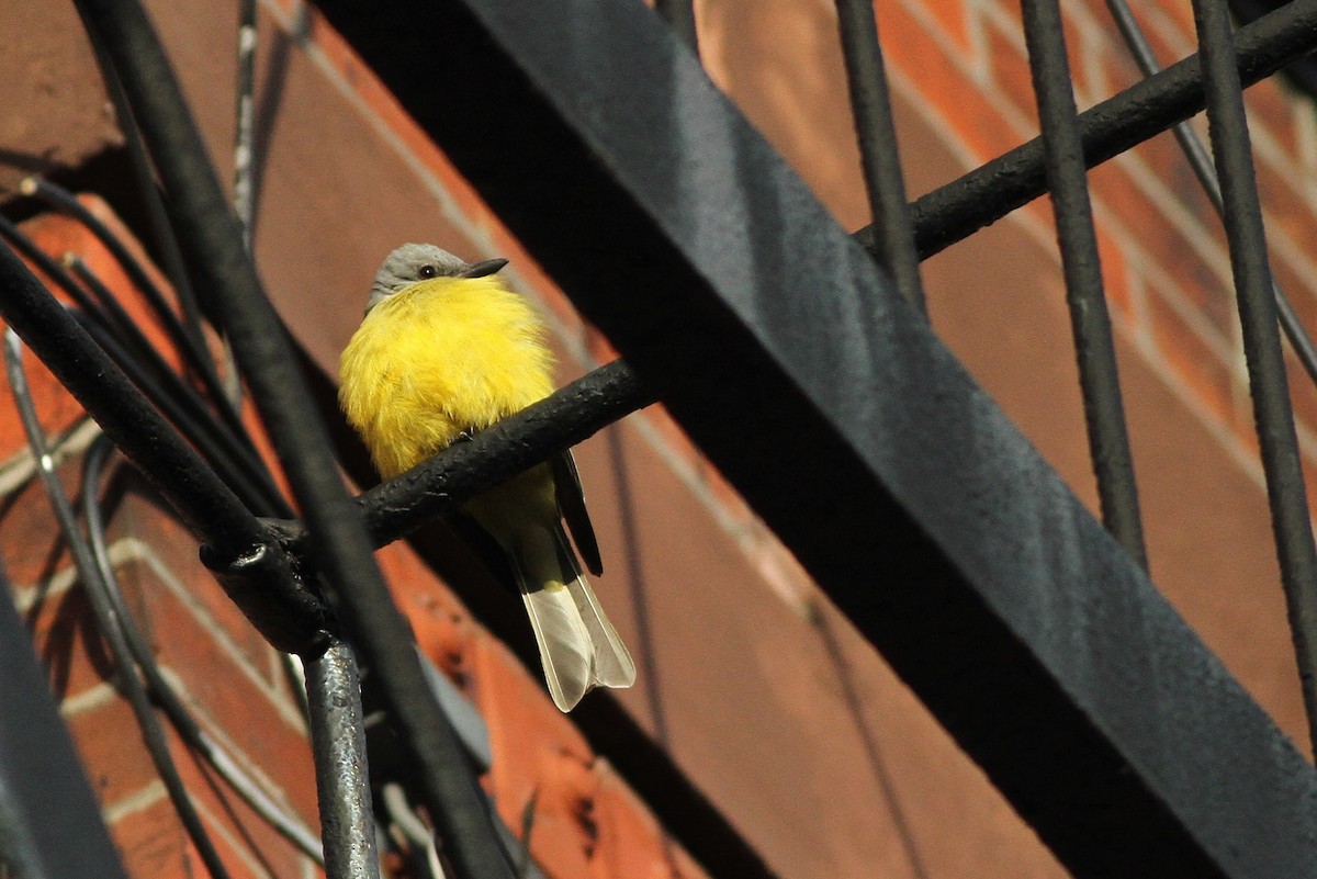 Couch's Kingbird - ML126654861