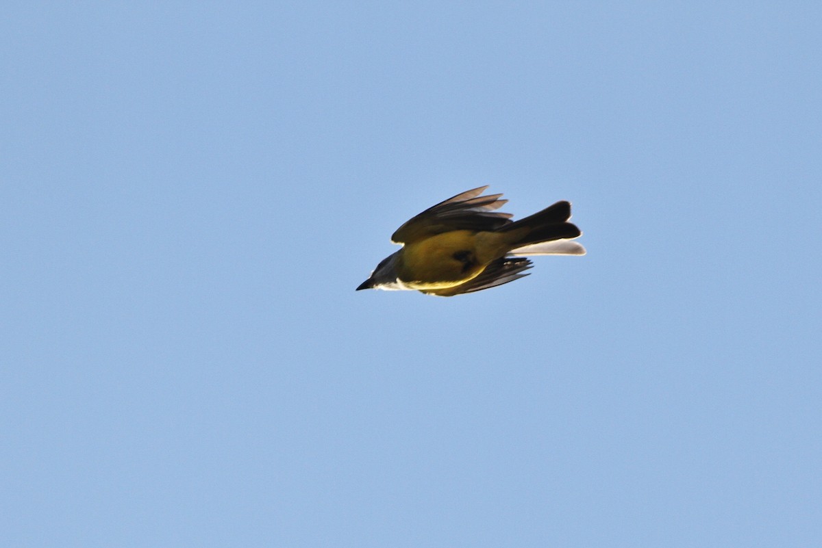 Couch's Kingbird - ML126654881