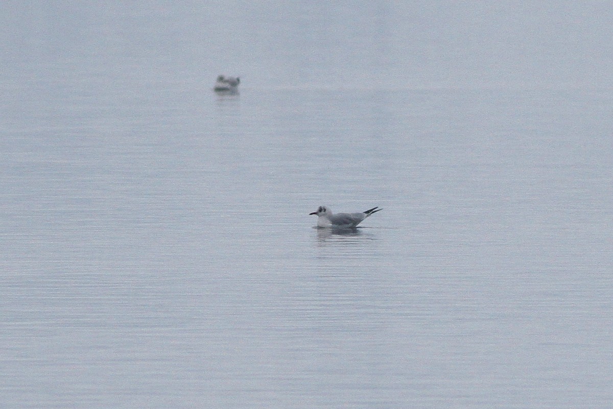 Black-headed Gull - ML126655731