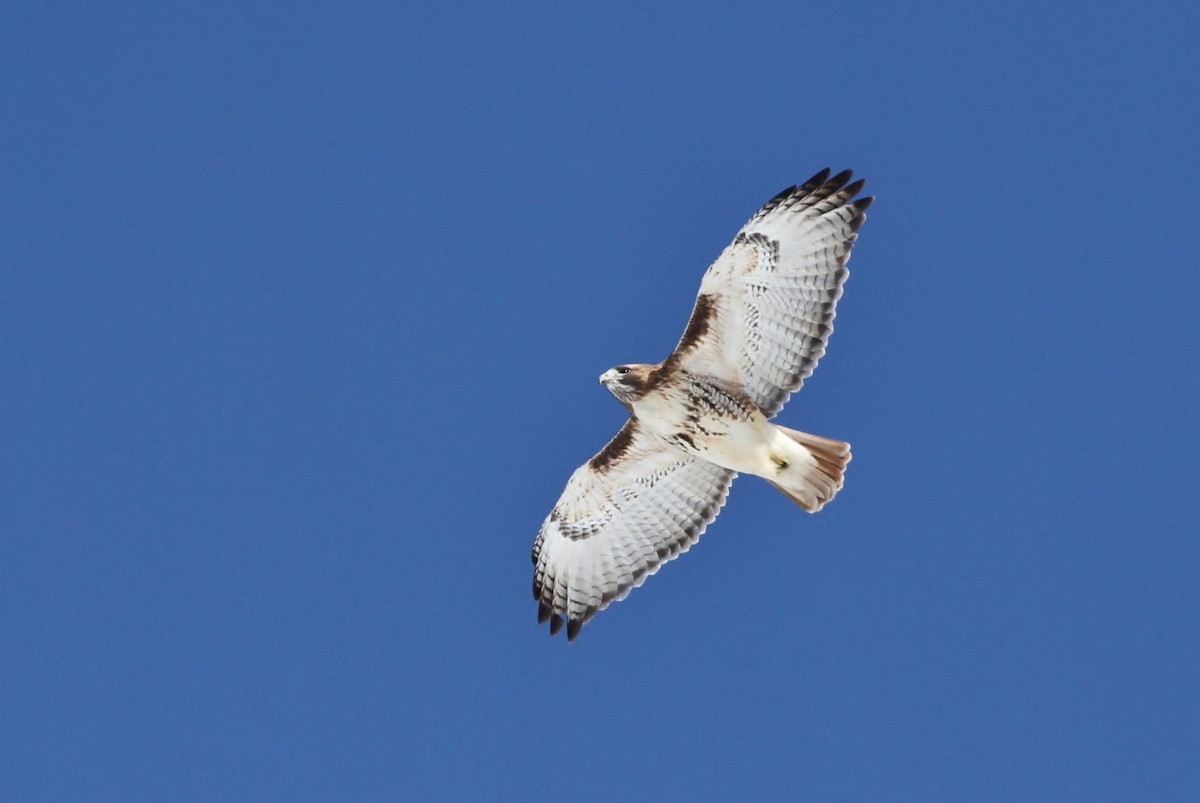 Red-tailed Hawk (borealis) - ML126655801