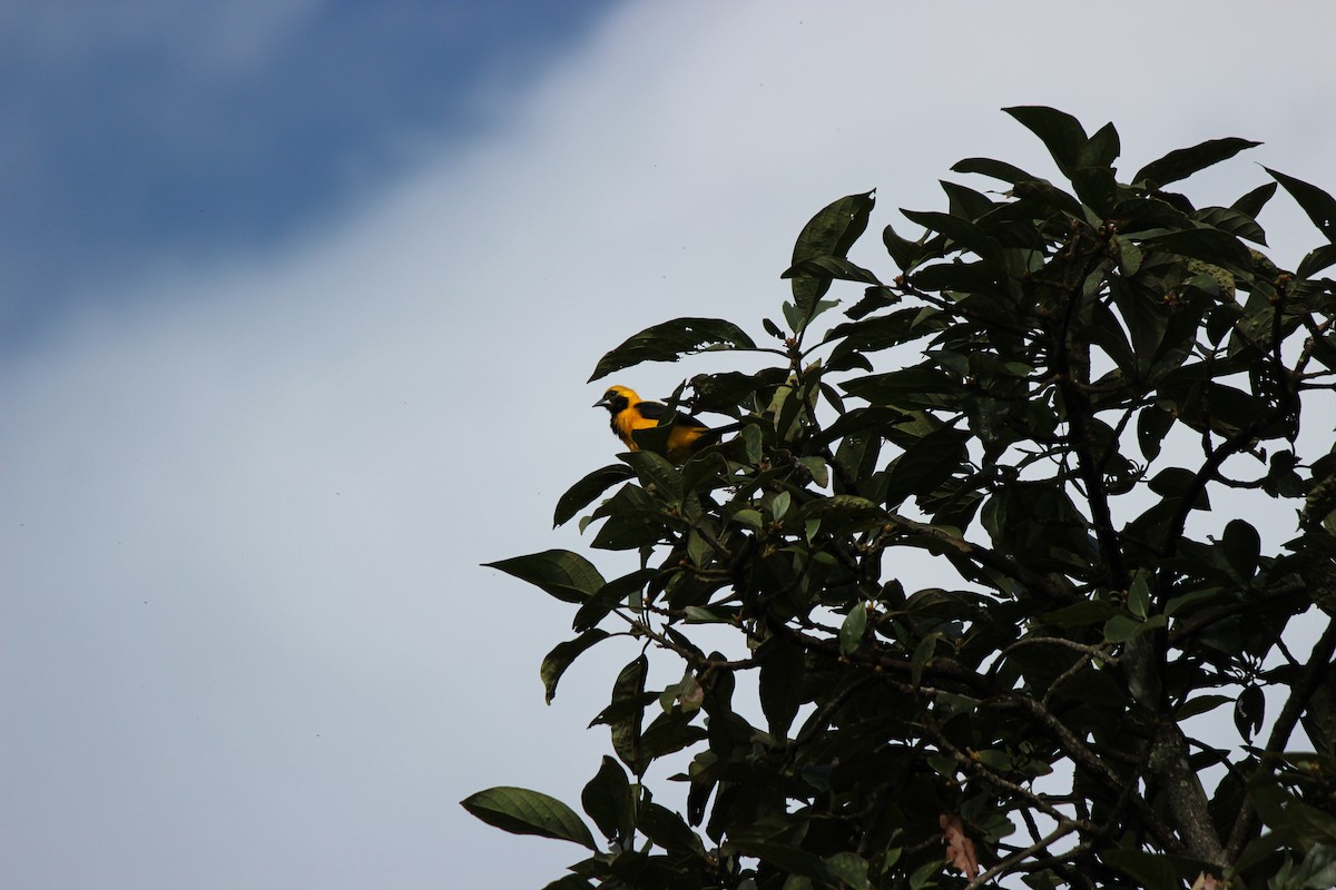 Yellow-backed Oriole - ML126657091