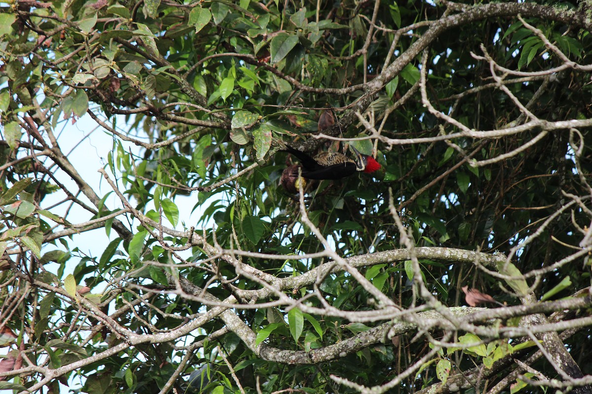 datel proužkovaný - ML126657231