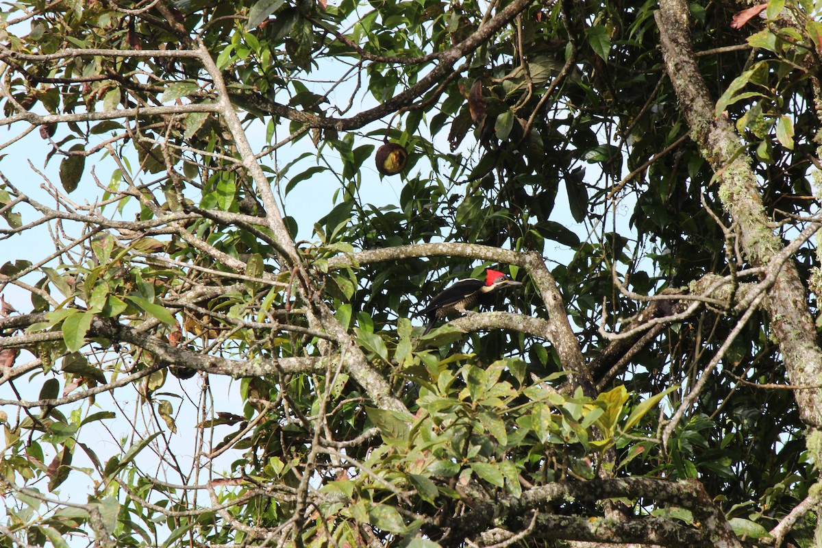 datel proužkovaný - ML126657241