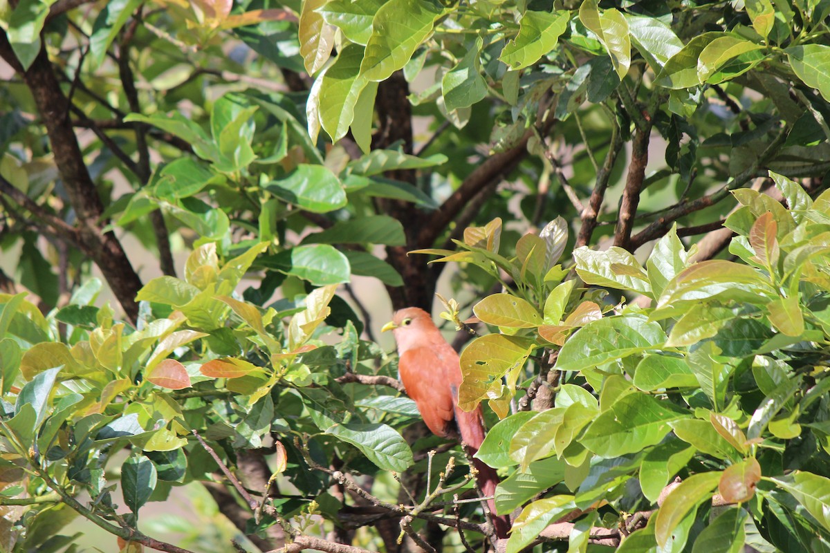 kukačka veverčí - ML126657671