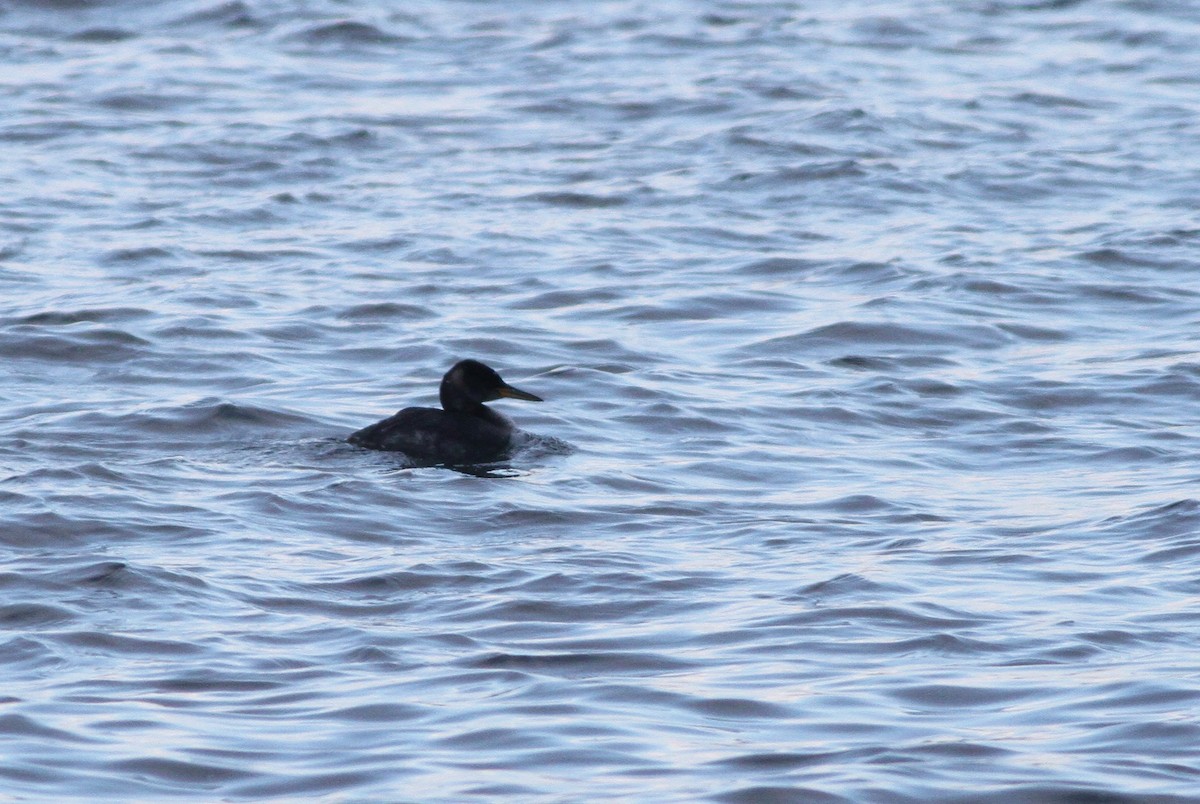 Red-necked Grebe - Alex Lamoreaux