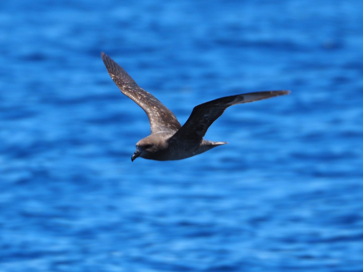 Providence Petrel - Angus Hartshorn