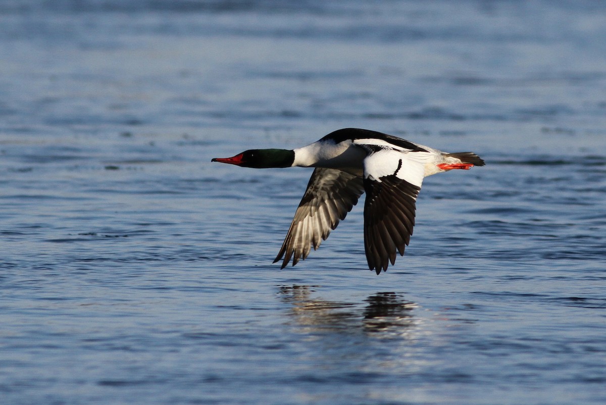 Common Merganser (North American) - Alex Lamoreaux