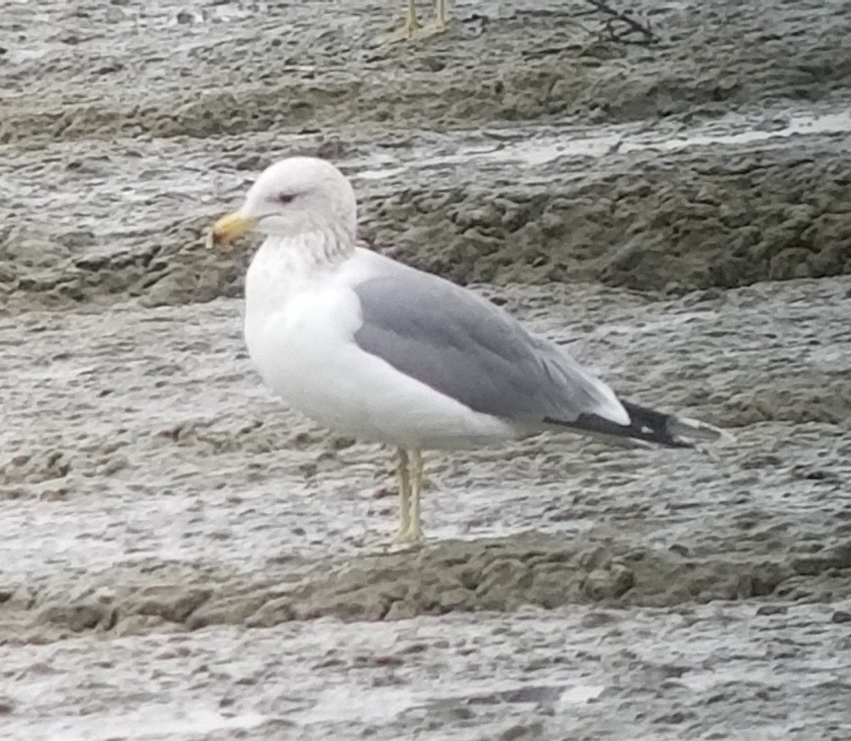 California Gull - ML126662761