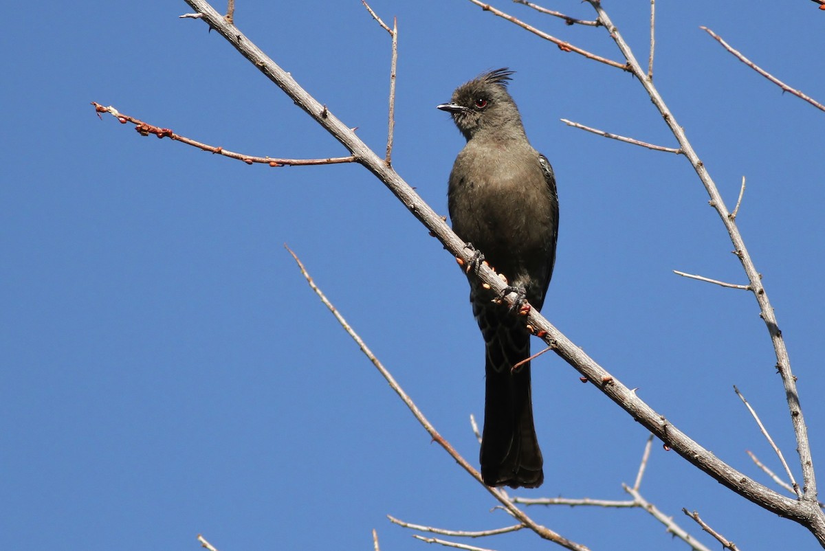 Phainopepla - Alex Lamoreaux