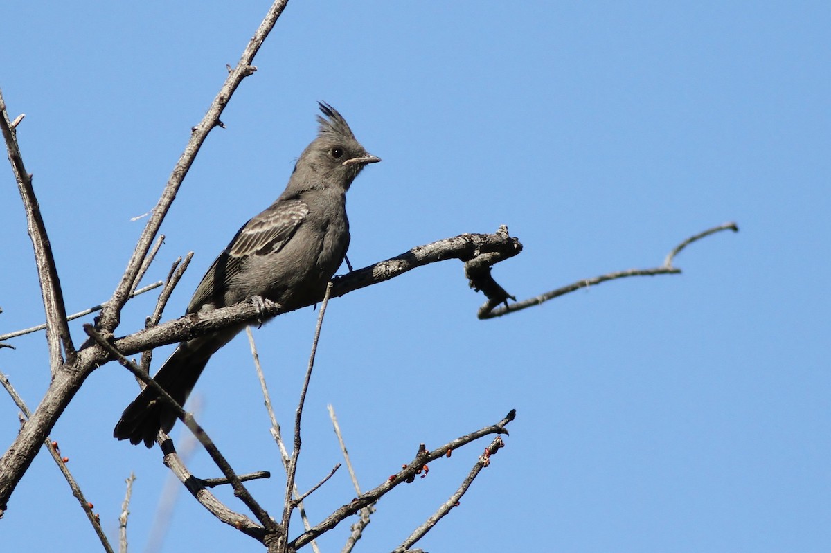 Phainopepla - Alex Lamoreaux