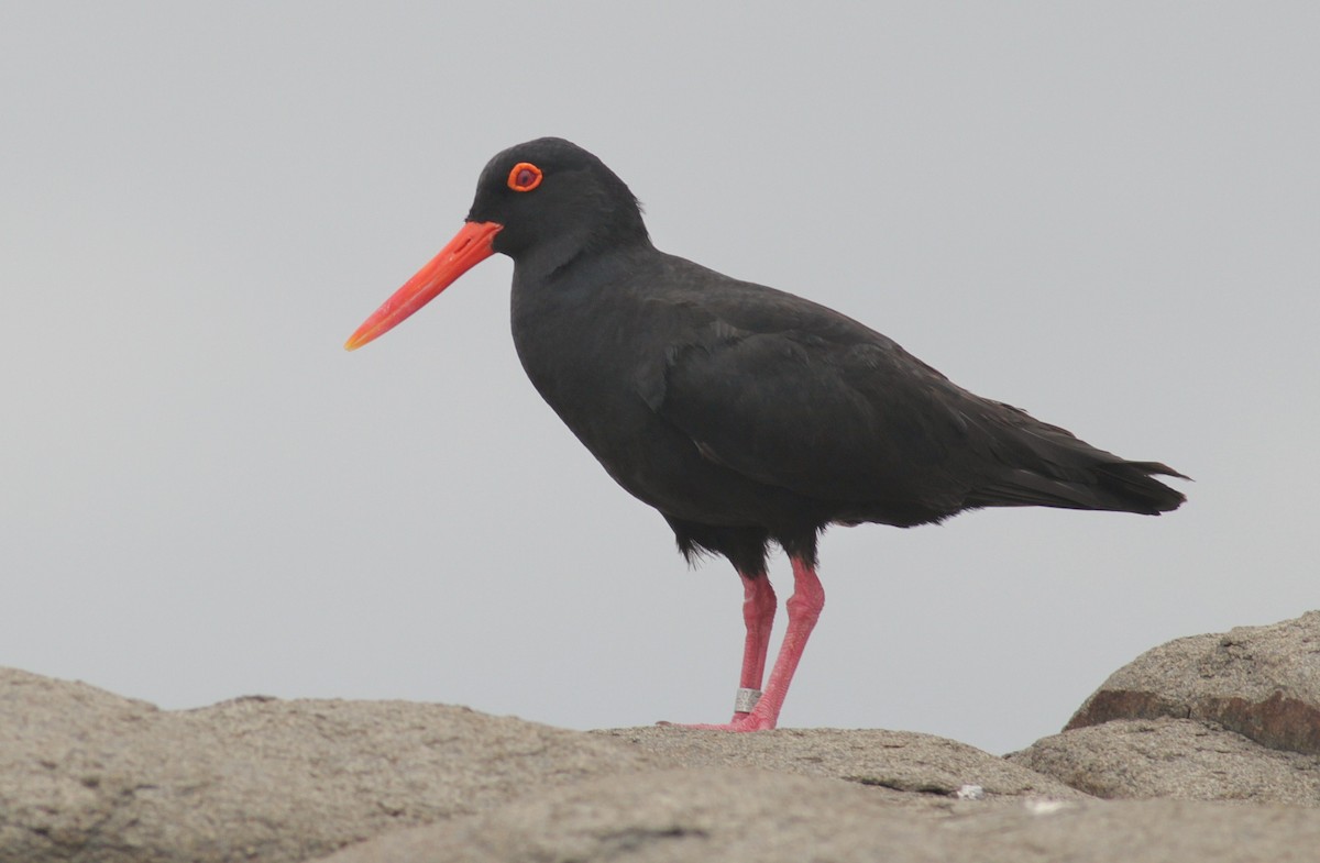 African Oystercatcher - ML126664261