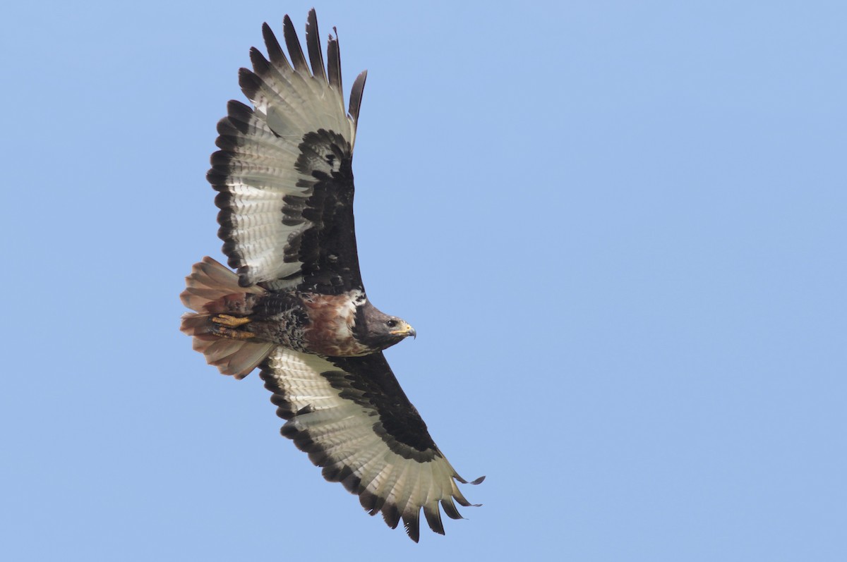 Jackal Buzzard - Alex Lamoreaux