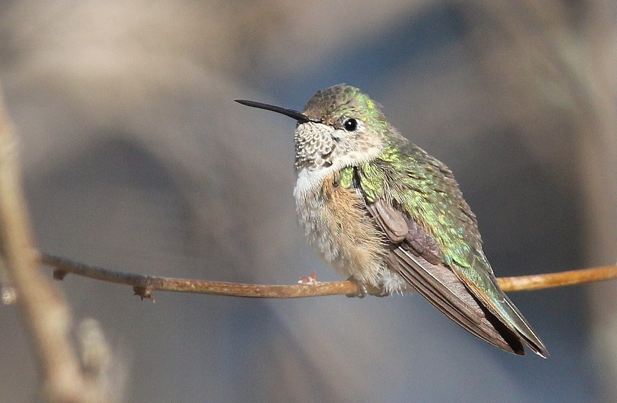 Broad-tailed Hummingbird - Alex Lamoreaux