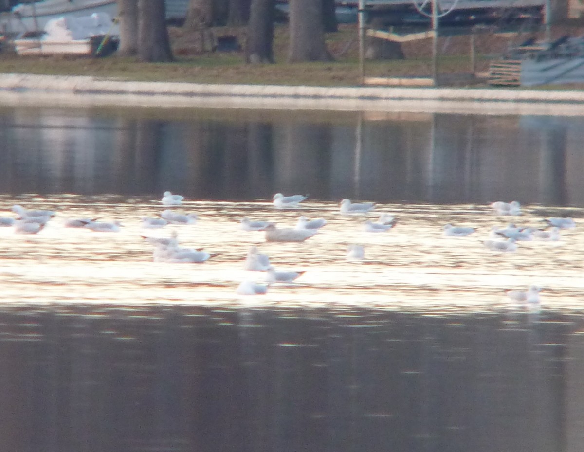 Glaucous Gull - ML126666151