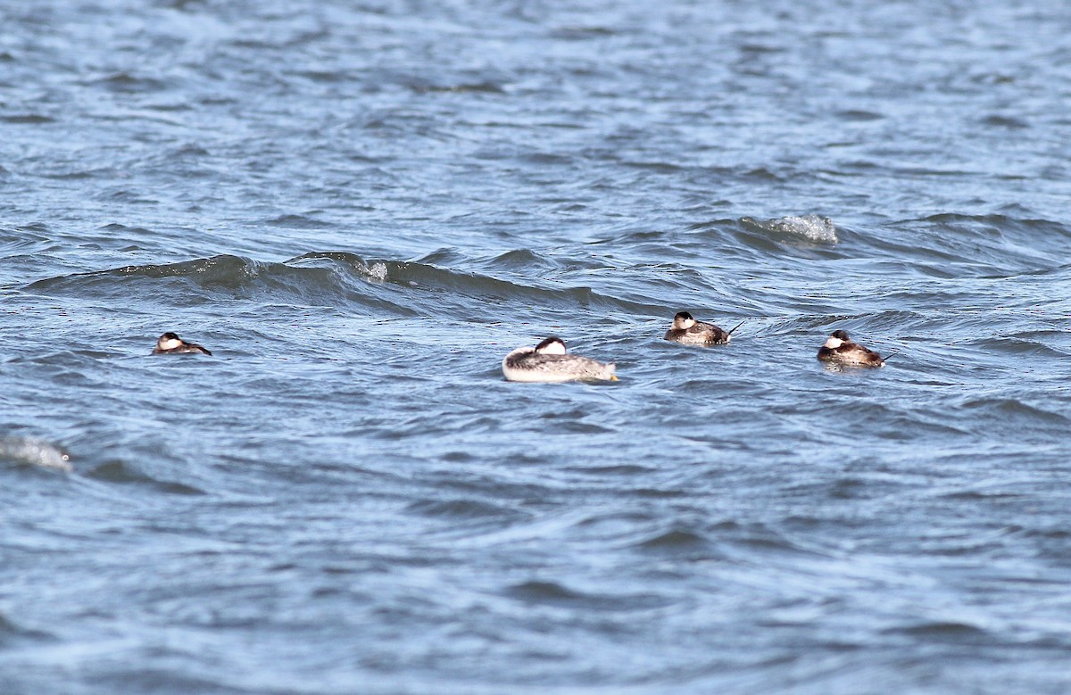 Western Grebe - ML126666591