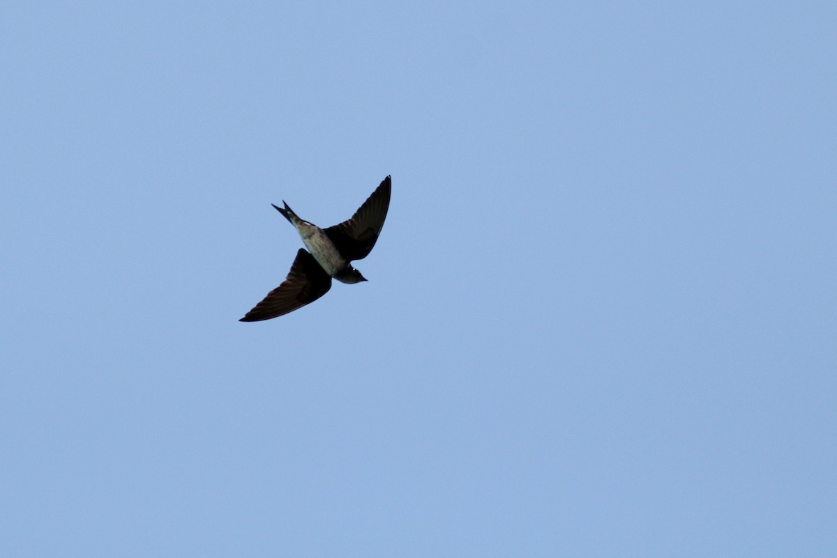 Purple Martin - ML126667481