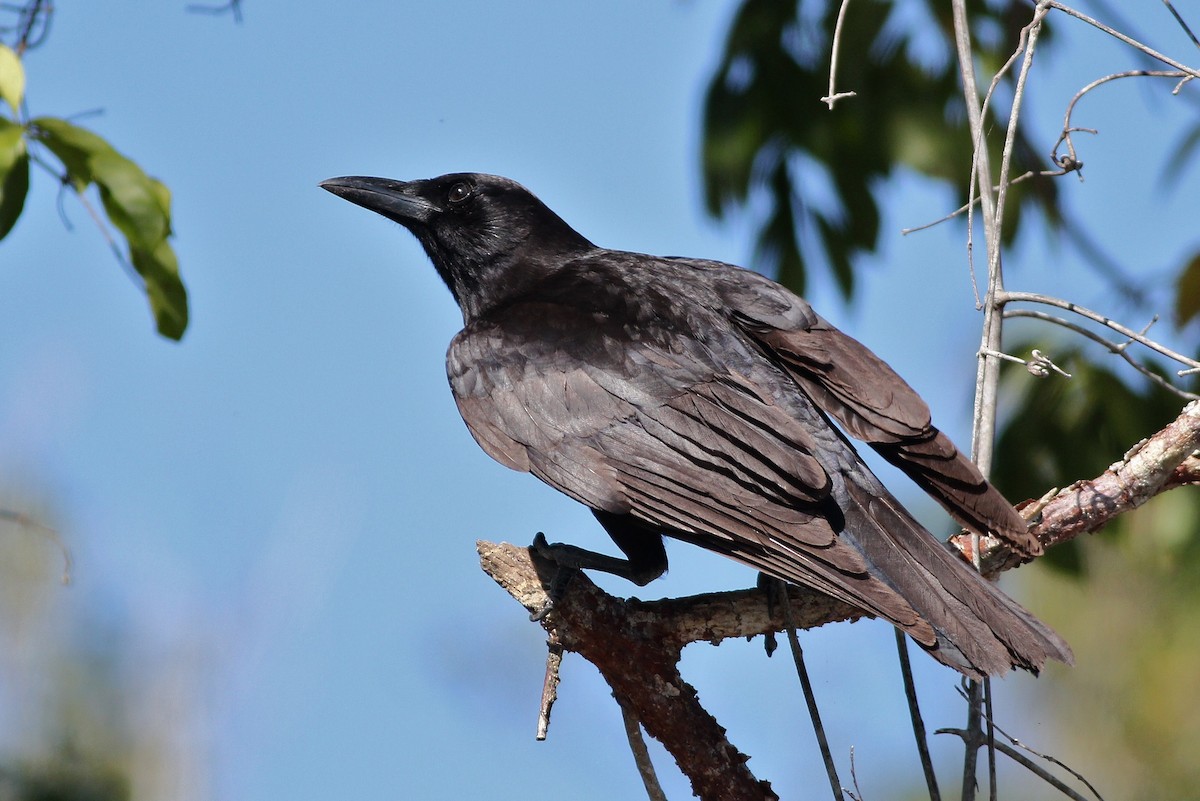 American Crow - Alex Lamoreaux