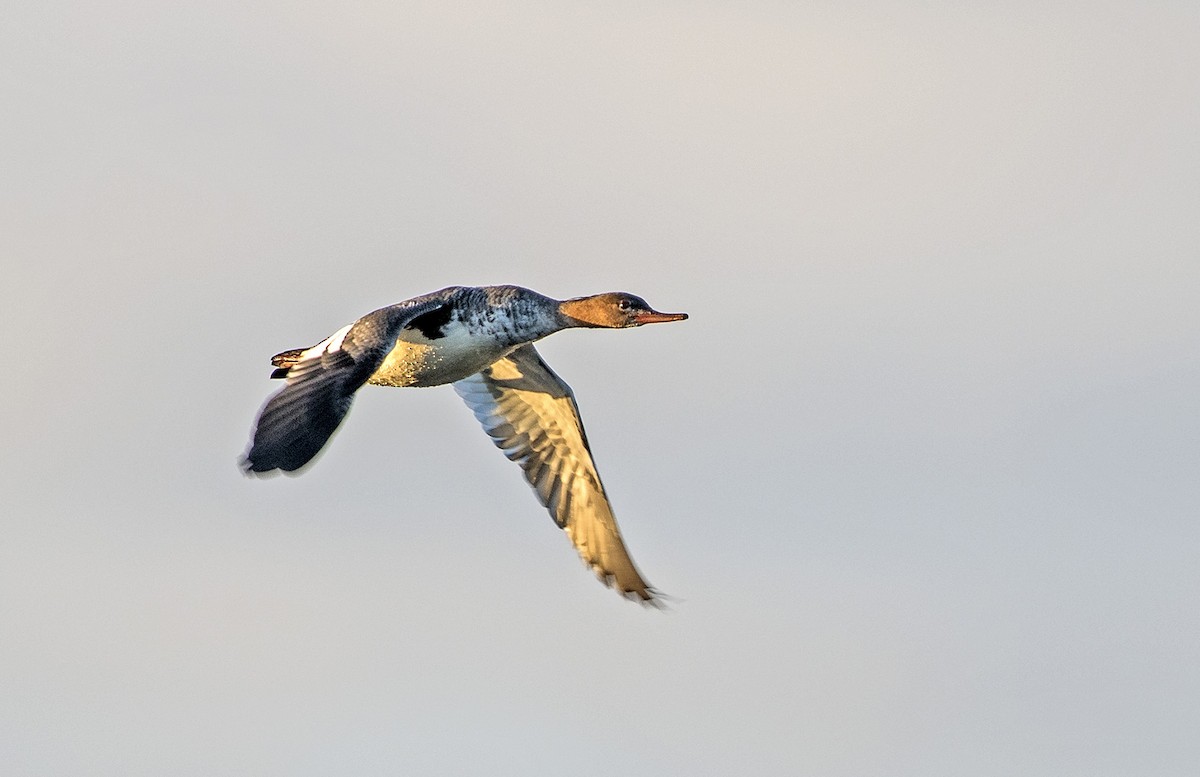 Red-breasted Merganser - ML126668061