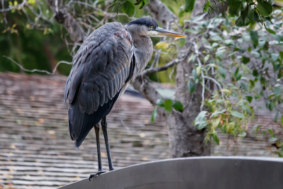 Great Blue Heron (Great Blue) - ML126668821