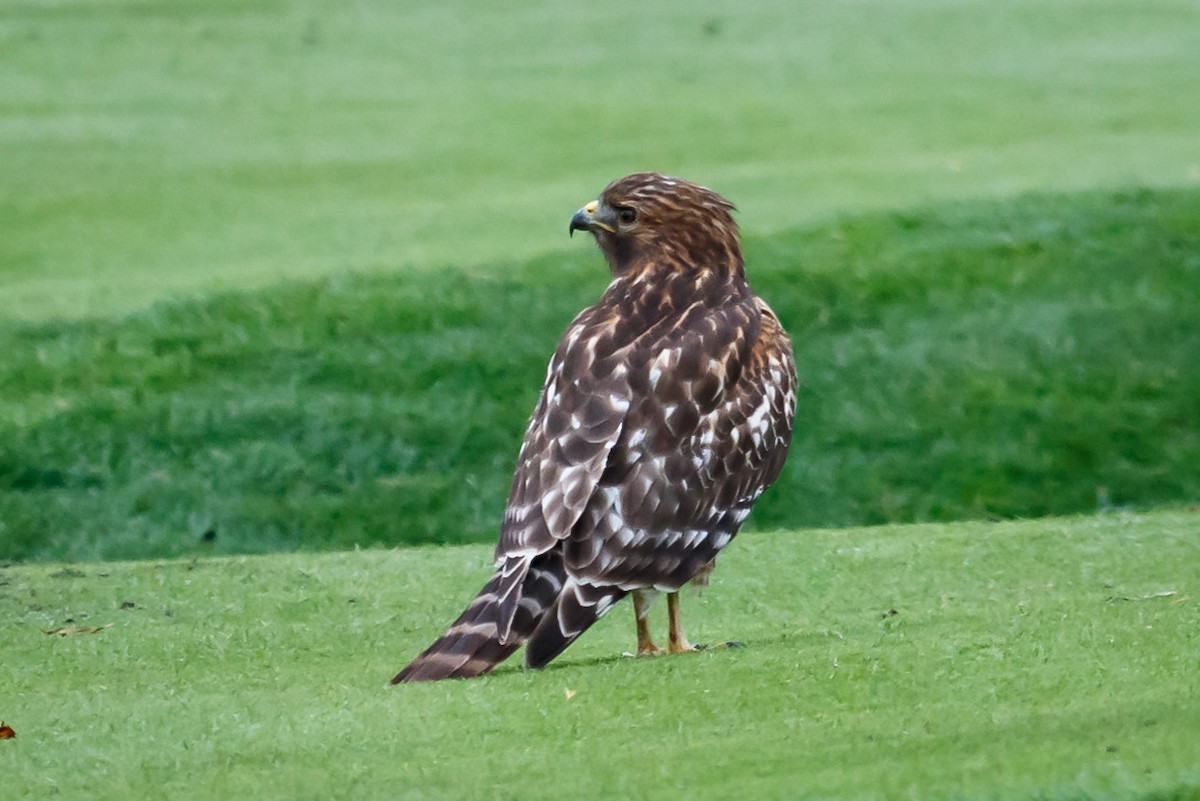 Red-shouldered Hawk (elegans) - Carole Rose