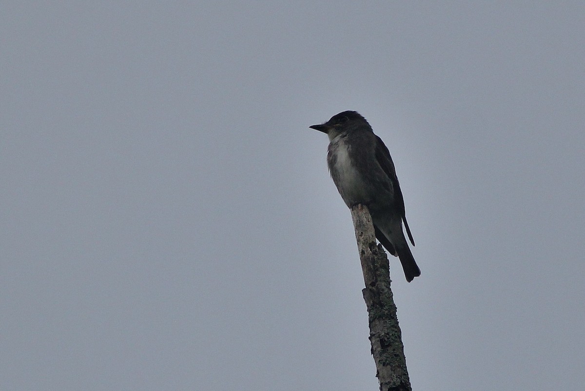 Olive-sided Flycatcher - ML126669121