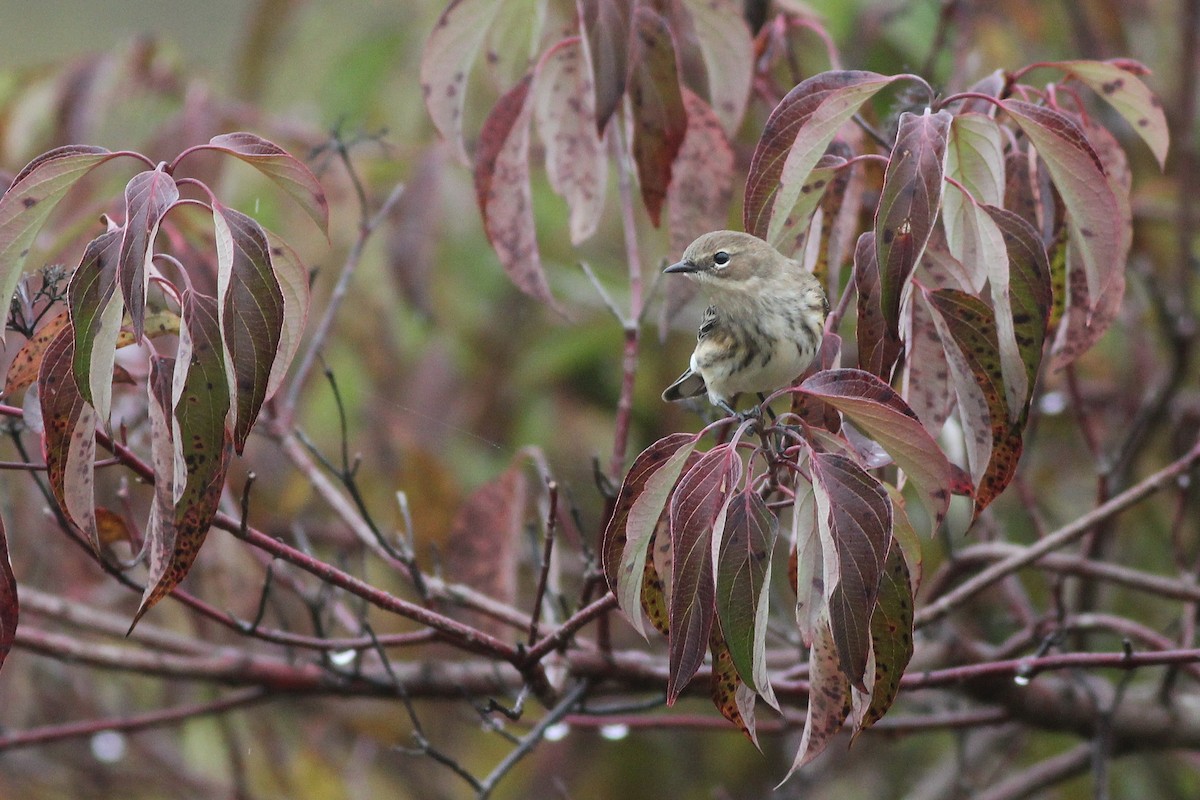 Reinita Coronada (coronata) - ML126669461