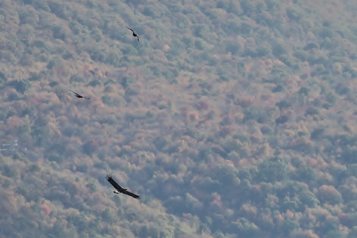 Golden Eagle - ML126669881