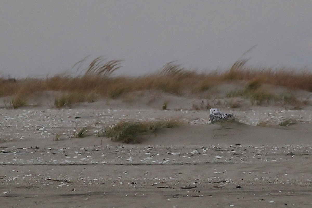 Snowy Owl - ML126671101