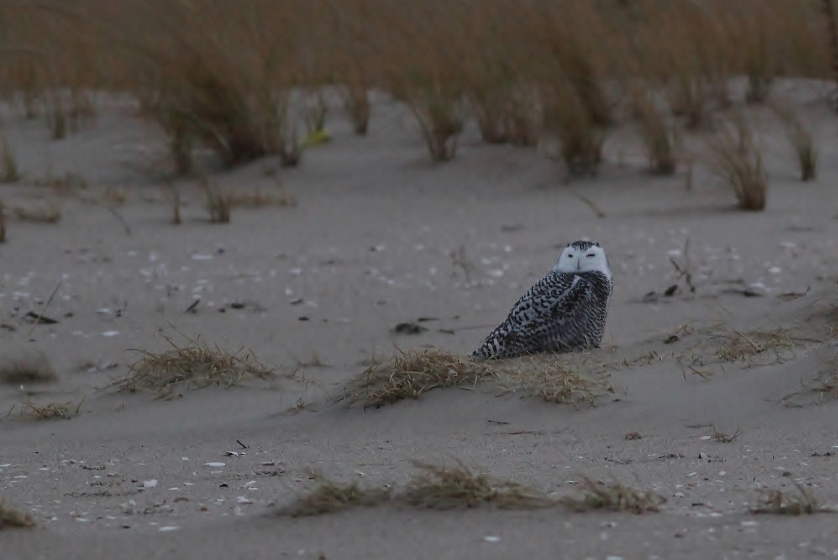 Snowy Owl - ML126671141