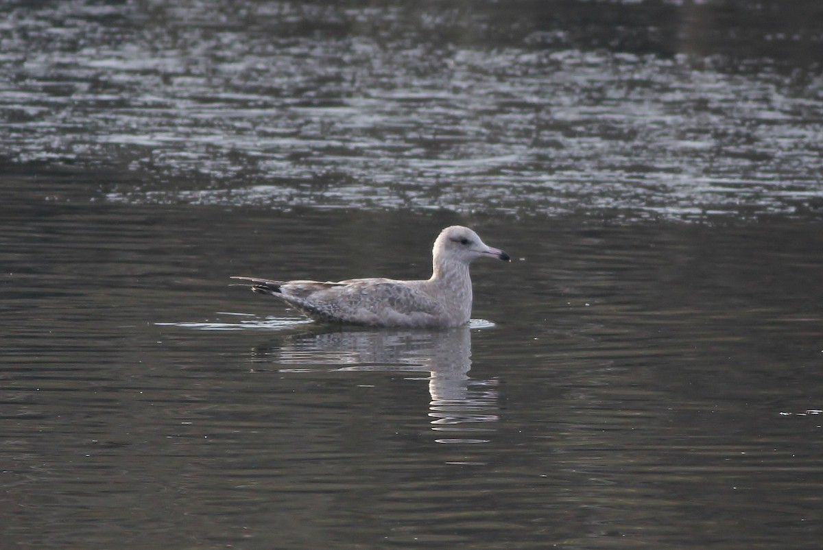 Larus sp. - ML126672111