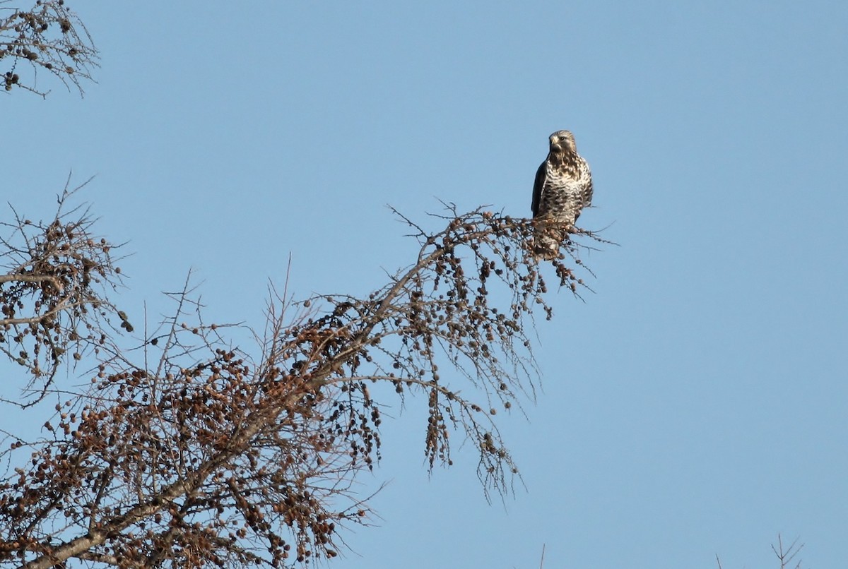 Raufußbussard - ML126672511