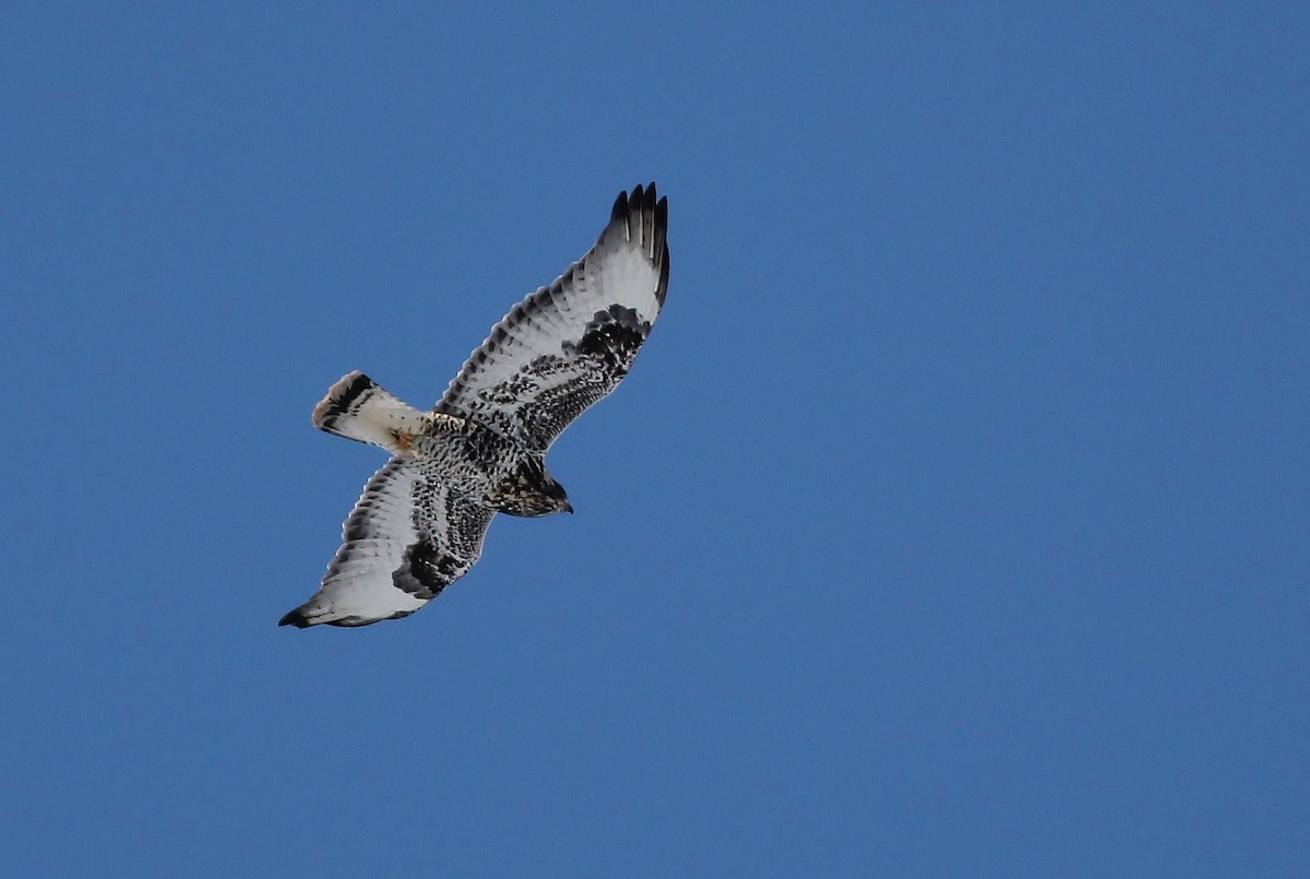 Raufußbussard - ML126672521