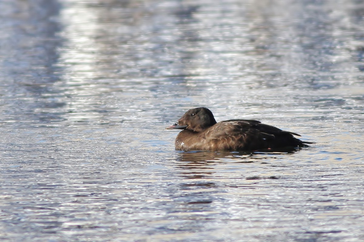 White-winged Scoter - ML126674091