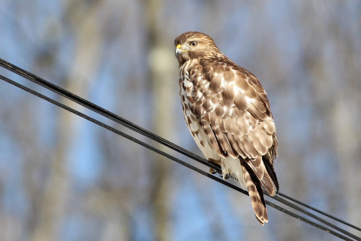 Red-shouldered Hawk (lineatus Group) - ML126674111