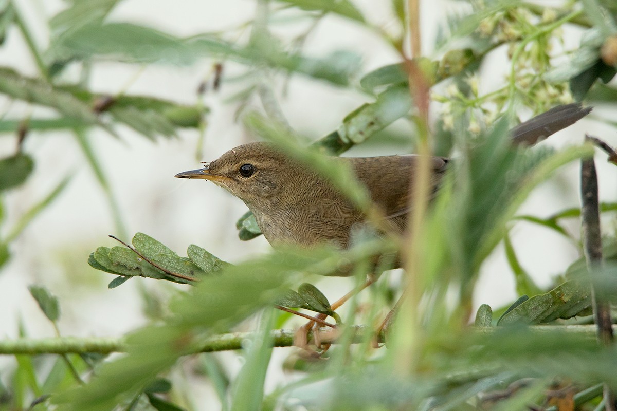 Spotted Bush Warbler - ML126675981