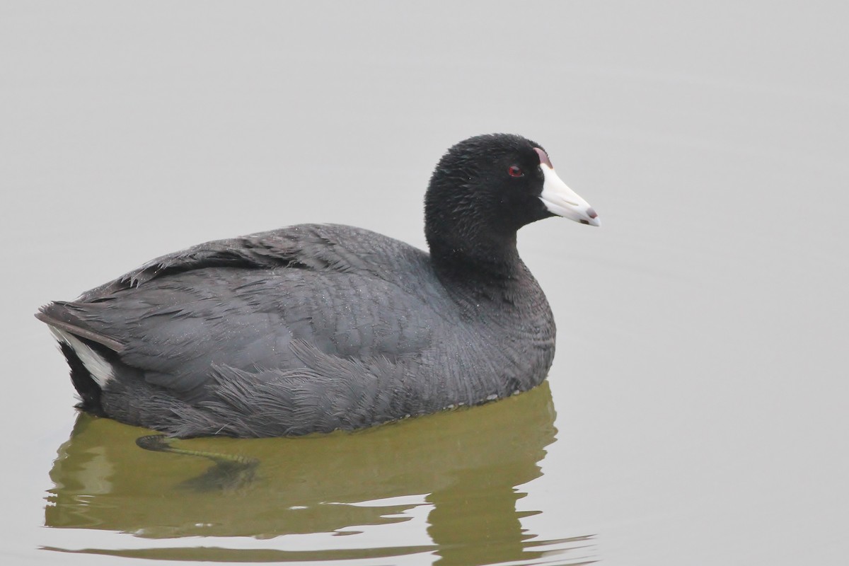 American Coot (Red-shielded) - Alex Lamoreaux