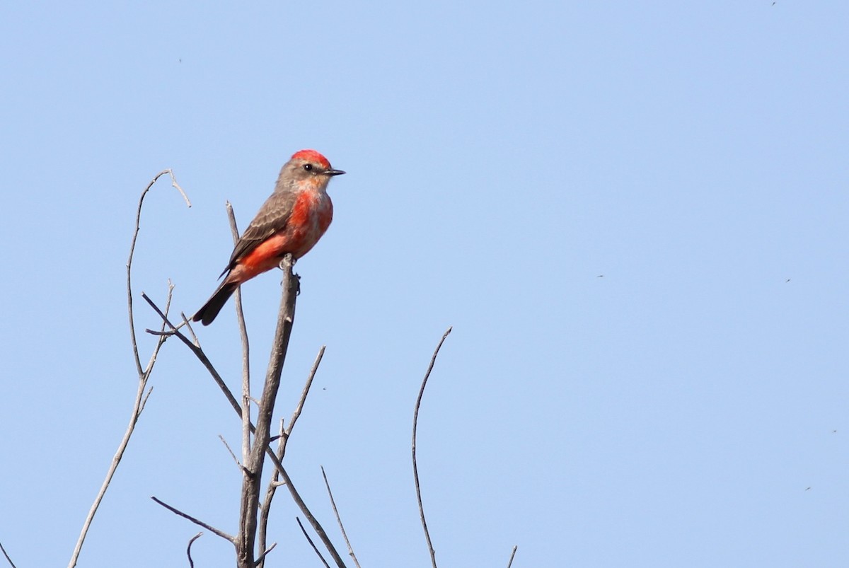 Vermilion Flycatcher - ML126677481