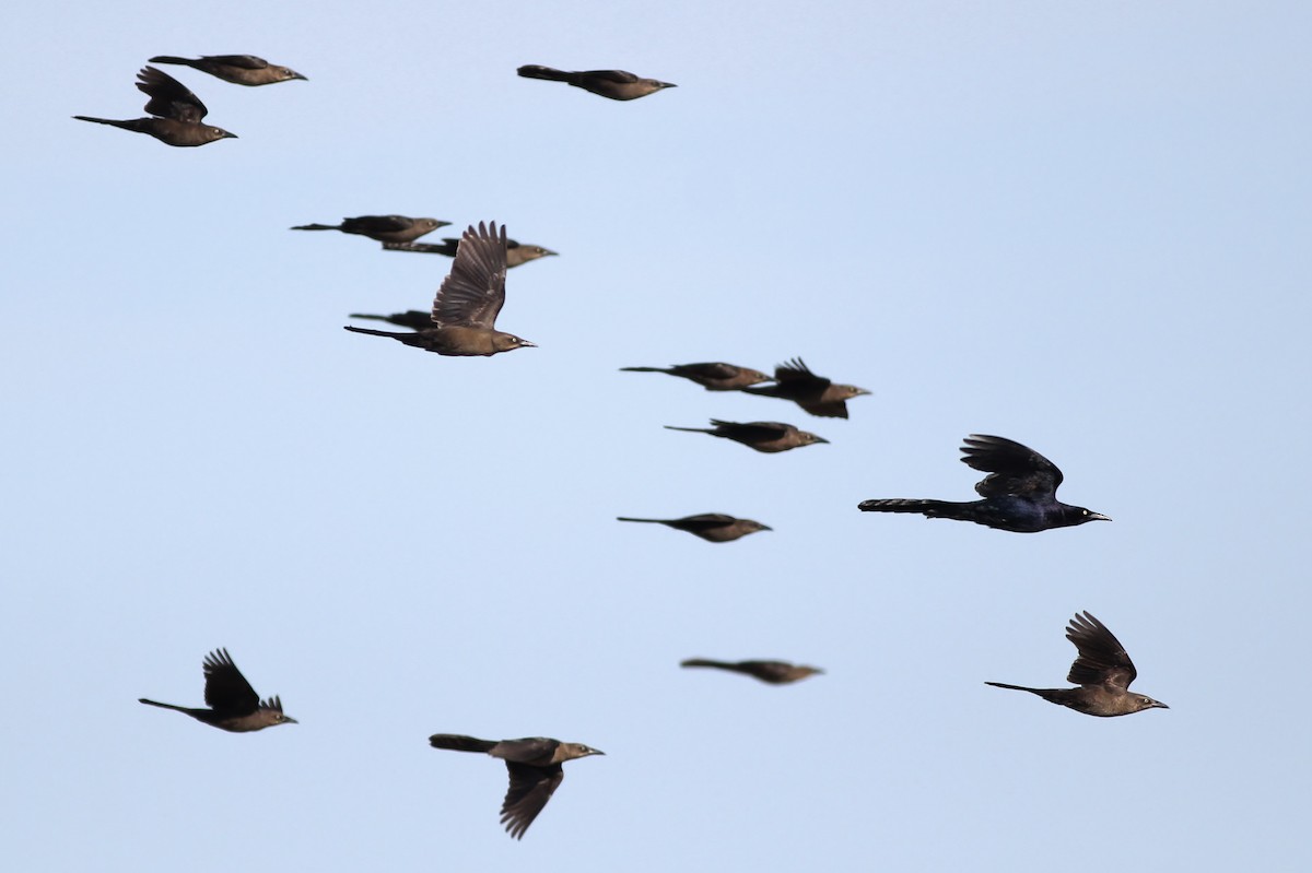 Great-tailed Grackle - ML126677531