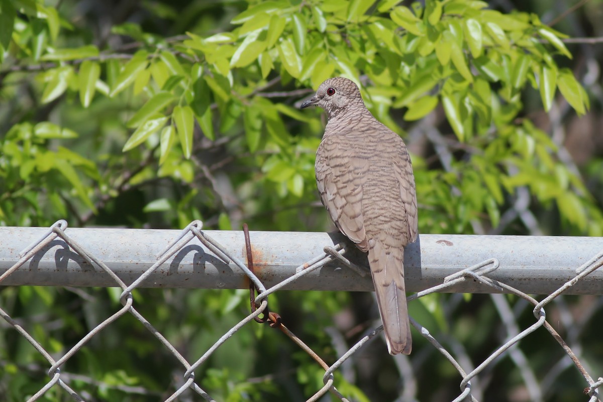 Inca Dove - ML126677811