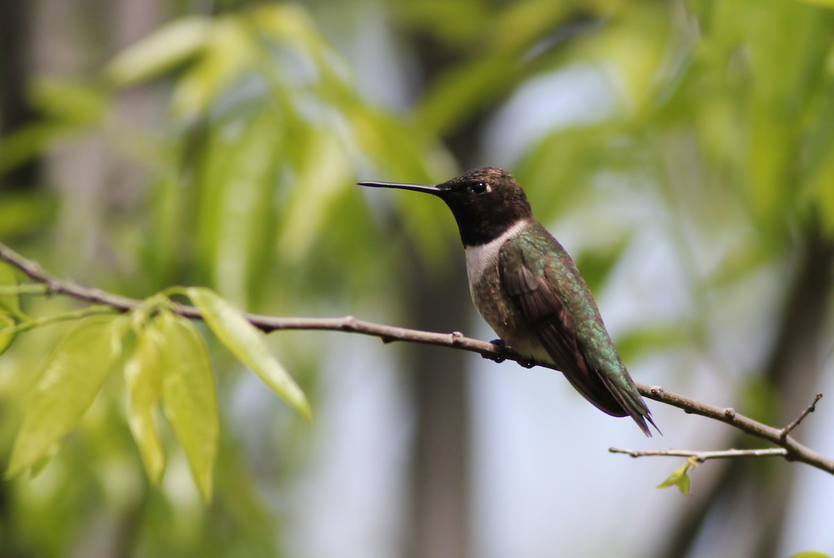 Colibri à gorge noire - ML126677861