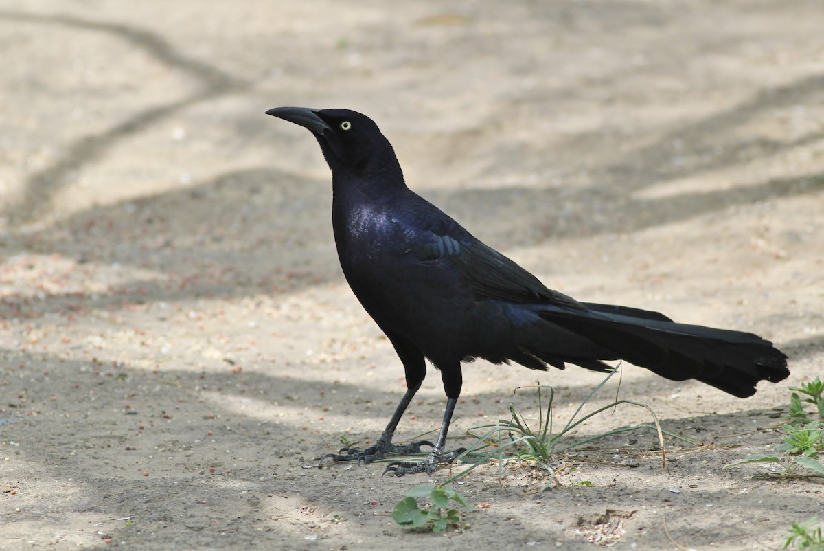 Great-tailed Grackle - ML126677881