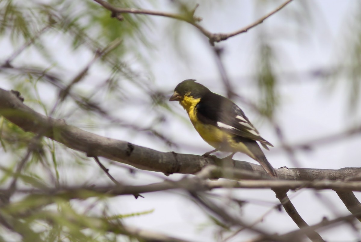 Lesser Goldfinch - ML126677931