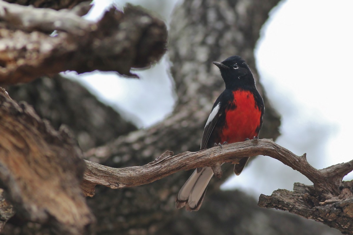Painted Redstart - Alex Lamoreaux