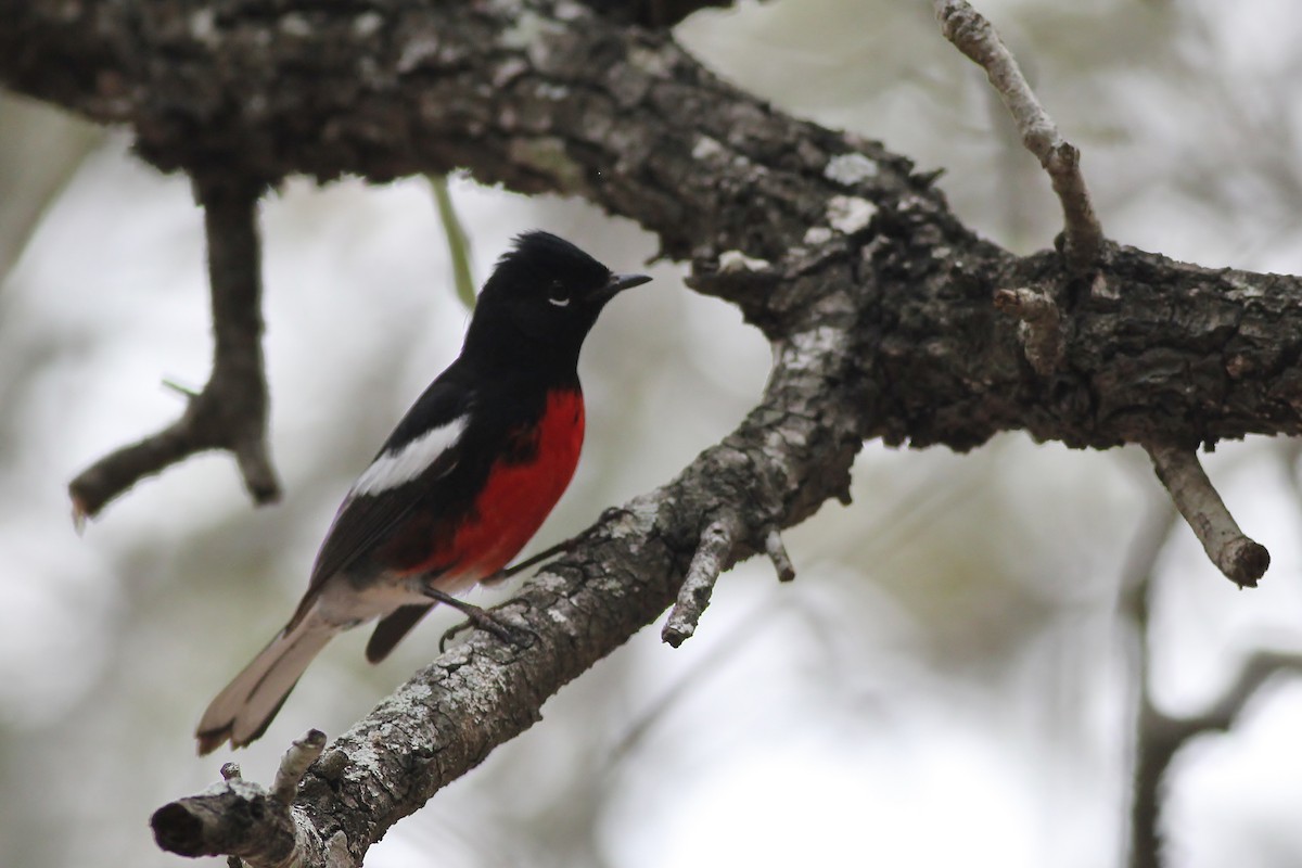 Painted Redstart - ML126678421