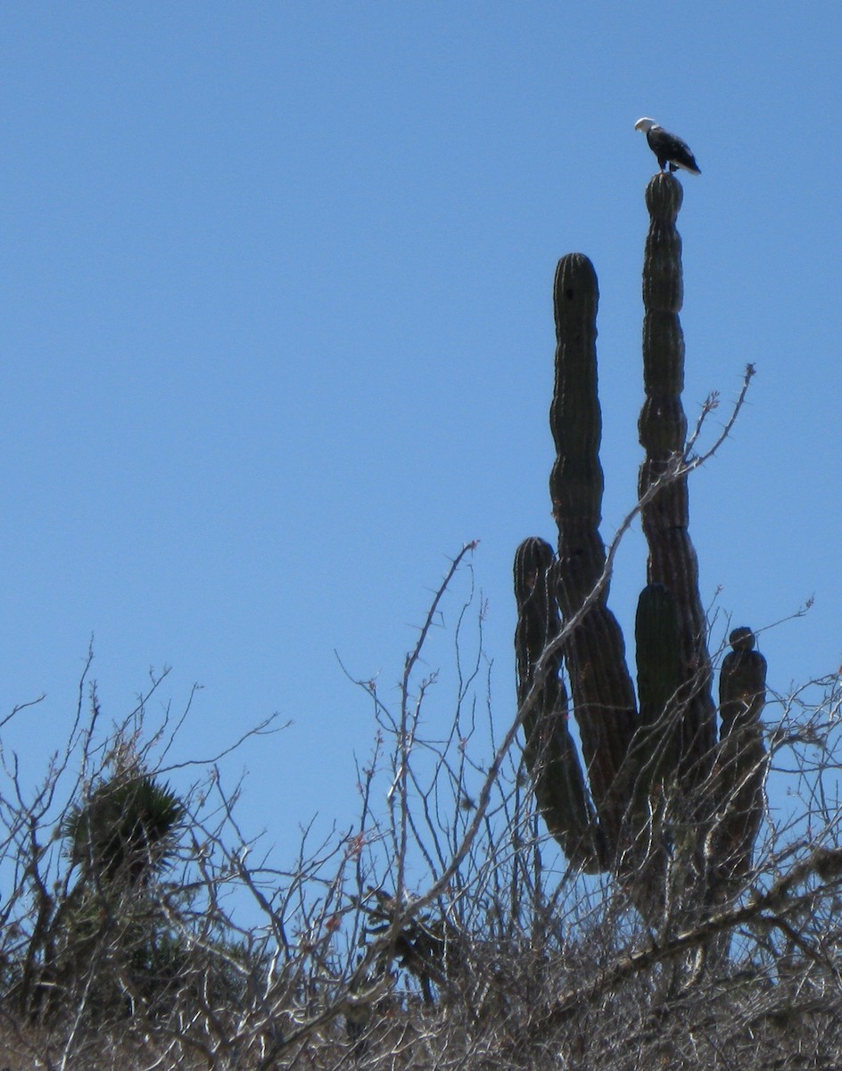 Bald Eagle - ML126678841